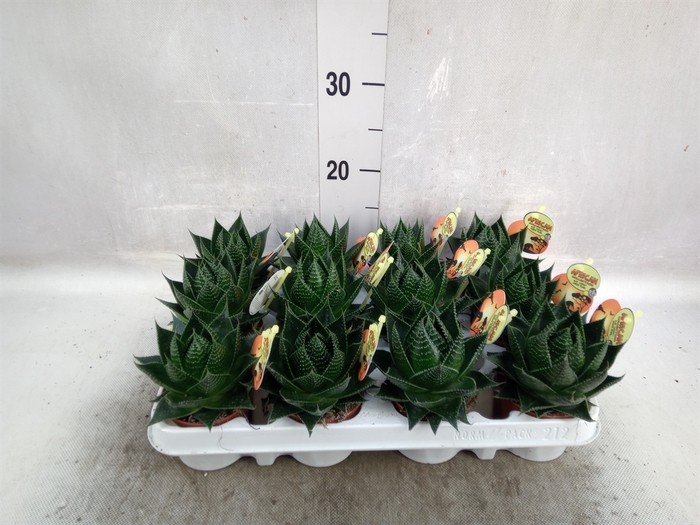 <h4>Aloe aristata 'Cosmo'</h4>