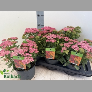 ACHI MILLEFOLIUM