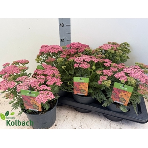 ACHI MILLEFOLIUM