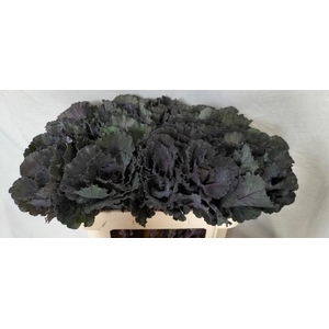 Brassica black leaf