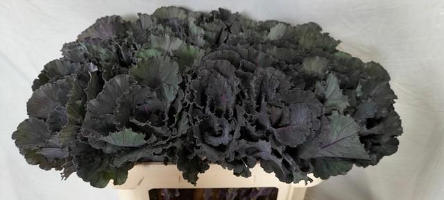 <h4>Brassica black leaf</h4>