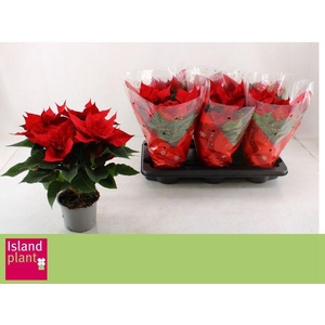 EUPHOR POINSETTIA RED P13