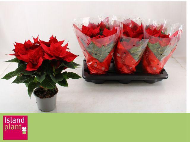 <h4>EUPHOR POINSETTIA RED P13</h4>