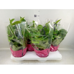 Epipremnum pinn.   HG