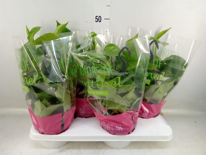 <h4>Epipremnum pinn.   HG</h4>