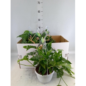 Monstera obliqua 'Leichtlinii'