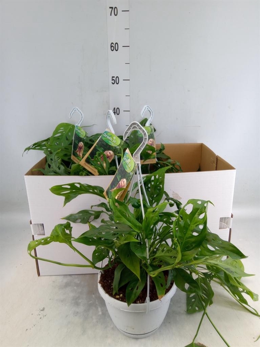 <h4>Monstera obliqua 'Leichtlinii'</h4>