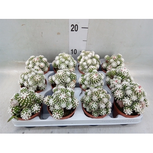 Mammillaria