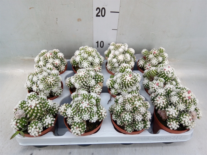 <h4>Mammillaria</h4>