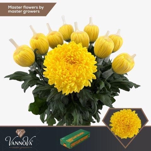 CHRYSANTHEMUM PL 'MARACUJA'