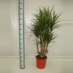 Dracaena marg.