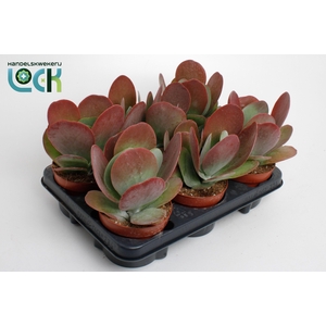 KALANCHOE THYRSIFL