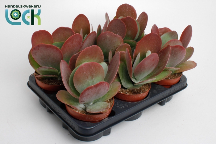 <h4>KALANCHOE THYRSIFL</h4>