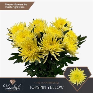 Chr G Topspin Yellow