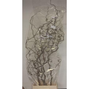 Corylus Avellana Contorta X10 180cm