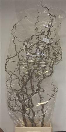 <h4>Corylus Avellana Contorta X10 180cm</h4>