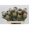 Protea Niobe