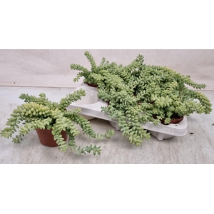 SEDUM BURRITO