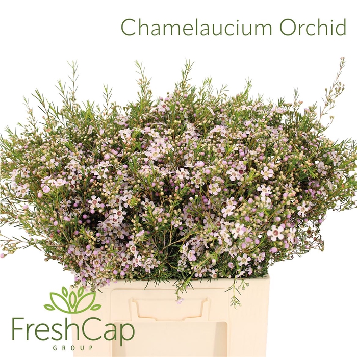 <h4>Chamelaucium Orchid</h4>