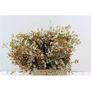 Chamelaucium 'Maya'