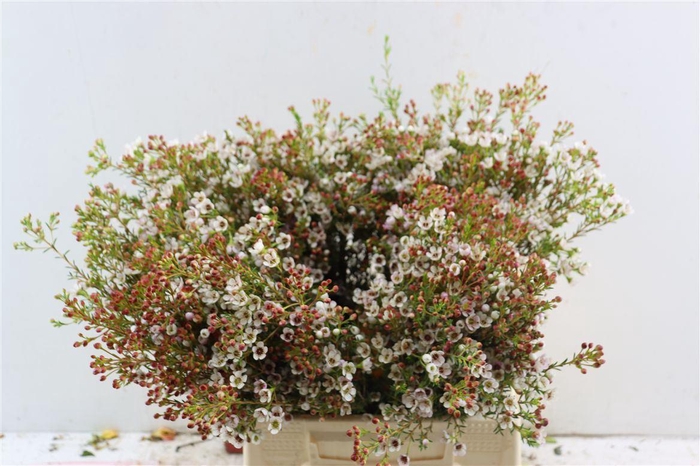 <h4>Chamelaucium 'Maya'</h4>