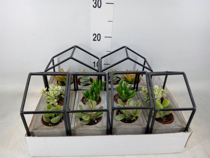 <h4>Succulents   ...</h4>