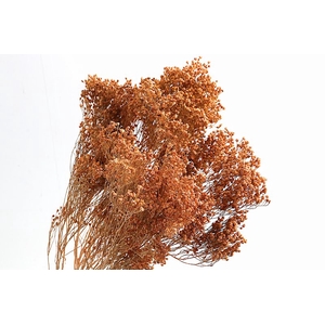 Broom Bloom Coral Wash