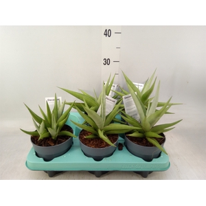 Sansevieria   ...