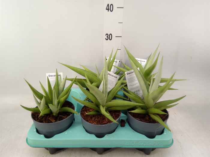 <h4>Sansevieria   ...</h4>