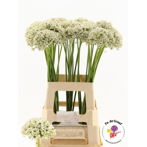ALLIUM NIGRUM