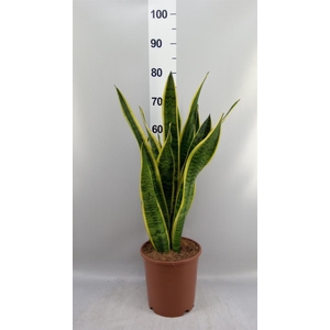 Sansevieria trifa. 'Laurentii'