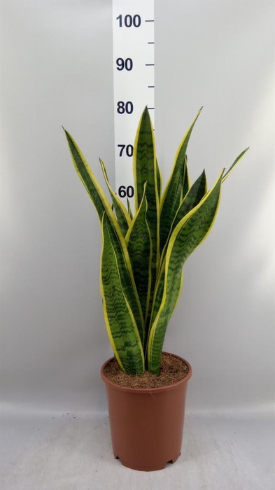 <h4>Sansevieria trifa. 'Laurentii'</h4>