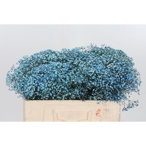 Gyps Painted Dark Blue