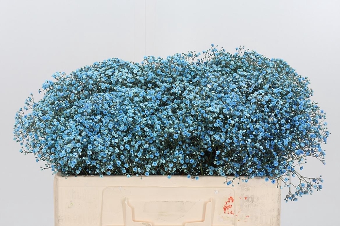 <h4>Gyps Painted Dark Blue</h4>