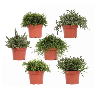 Rhipsalis gemengd 12 cm