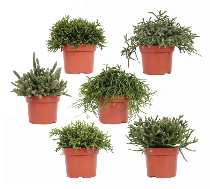 <h4>Rhipsalis gemengd 12 cm</h4>