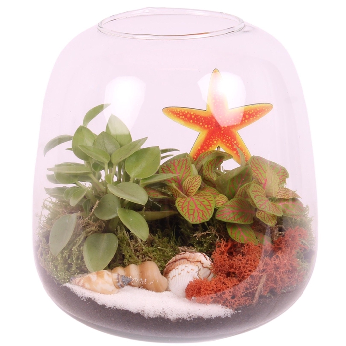 <h4>Opm Maritime Arr. Indoor Glass Vase Terrarium Roun</h4>