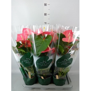 Anthurium andr. 'Colorado'