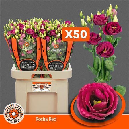 <h4>Eus G Rosita Red</h4>