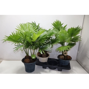 Livistona Rotundifol