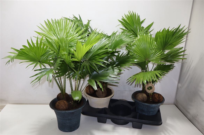 <h4>arr8 Livistona Rotundifol</h4>