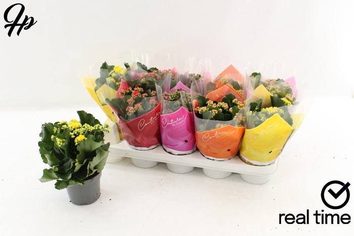 <h4>KAL GE GEM 5 KL</h4>