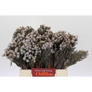Kaaps Groen Silver Brunia