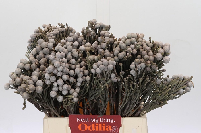 <h4>Kaaps Groen Silver Brunia</h4>