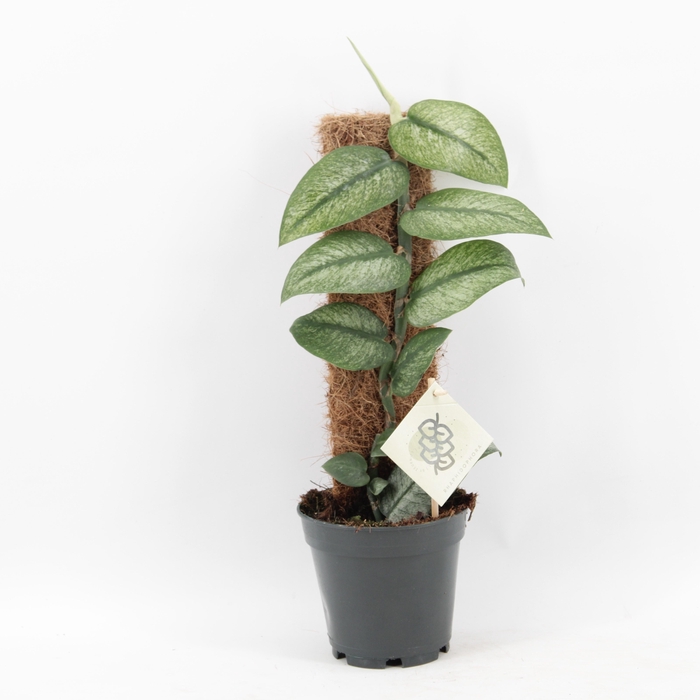<h4>Rhaphidophora Hongkongensis Variegata</h4>