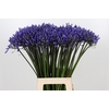 Agapanthus Dr Brouwer