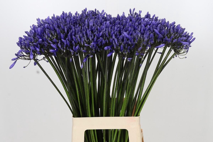 <h4>Agapanthus Dr Brouwer</h4>