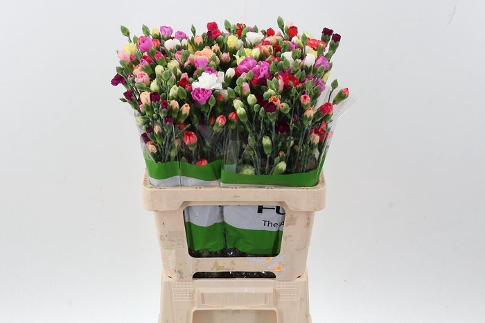 <h4>Di Tr Rainbow X10</h4>