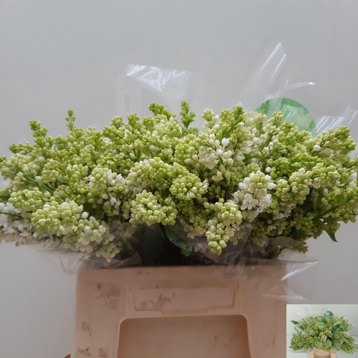 <h4>SYRINGA STEPMAN WIT</h4>