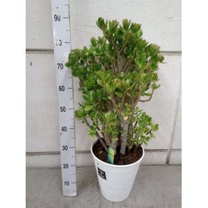 Crassula ovata